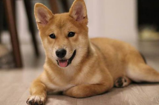 柴犬為什么不適合家養(yǎng)