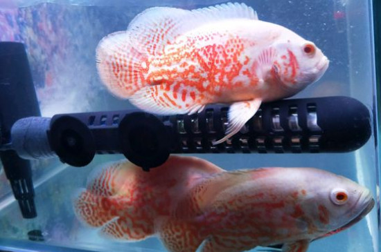 地圖魚(yú)怎么養(yǎng)