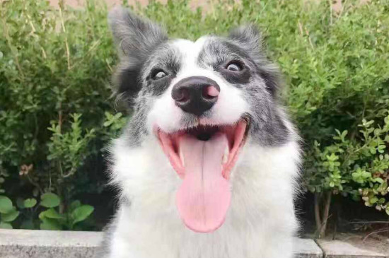 邊境牧羊犬性格特點(diǎn)