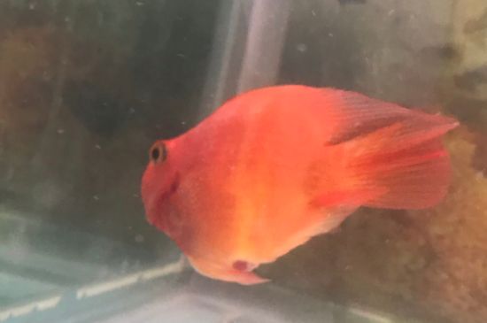 紅鸚鵡魚壽命有多長(zhǎng)