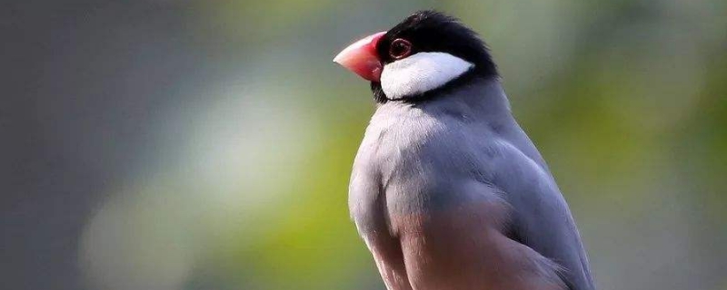 文鳥(niǎo)吃什么能讓嘴更紅