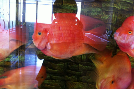 鸚鵡魚(yú)變黑了怎么辦