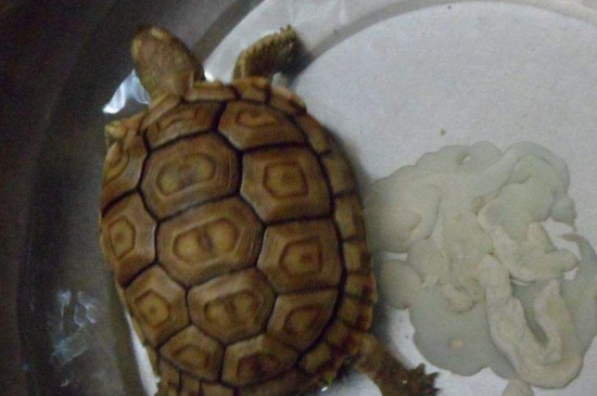 陸龜怎么排酸