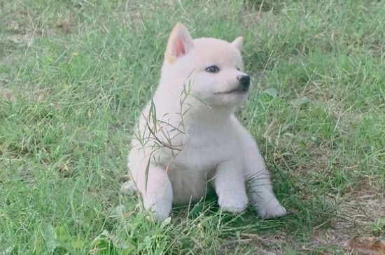 柴犬幾個(gè)月開始補(bǔ)鈣