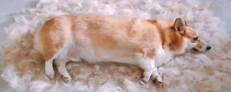 狗掉毛厲害怎么辦