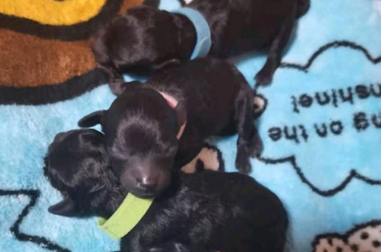 微小茶杯貴賓犬要多少錢，價(jià)格一般在6000元以上