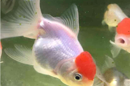 鶴頂紅金魚肚子大怎么回事