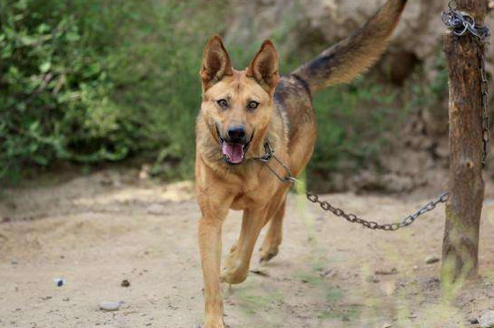 田園犬如何訓(xùn)練