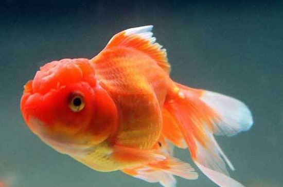 為什么金魚看起來傻乎乎的