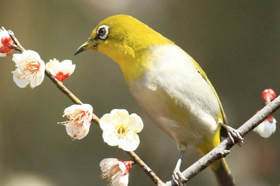 繡眼鳥怎么養(yǎng)