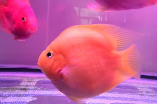 鸚鵡魚身上有白霜