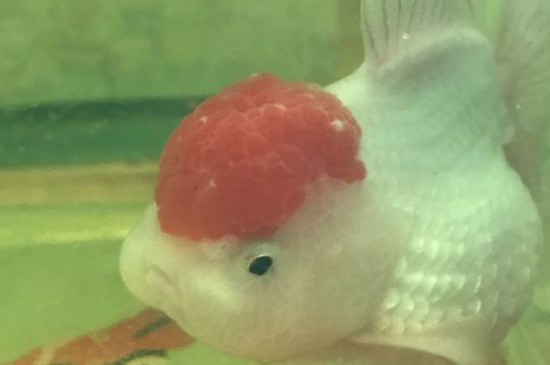 鴻運當頭金魚炸鱗了怎么辦?