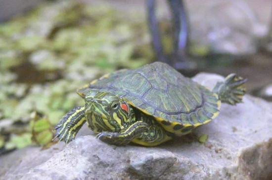 巴西龜深水養(yǎng)淹死了