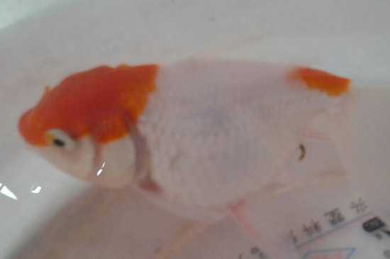 路邊買的小金魚吃啥