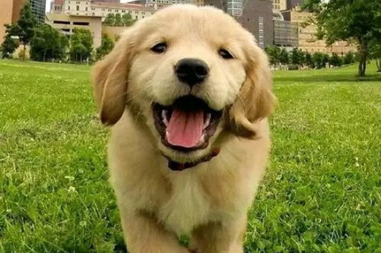 金毛犬性格怎么樣，關(guān)于金毛的脾氣特點(diǎn)介紹