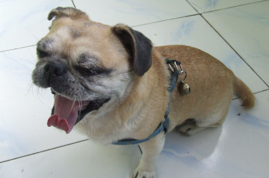 怎么讓小巴哥犬認(rèn)人