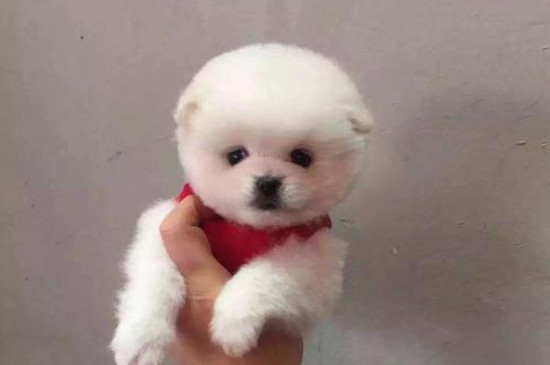 茶杯犬為什么那么小?