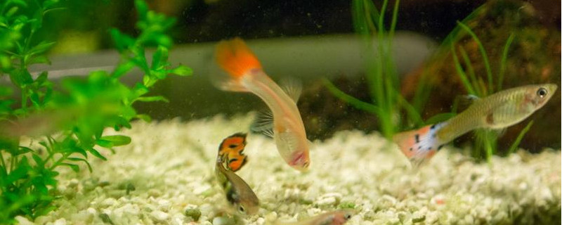 適合孔雀魚崽躲避的水草