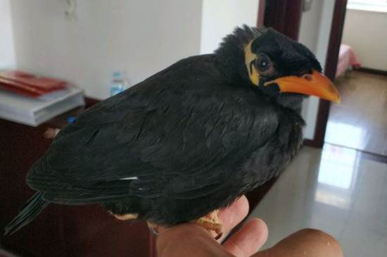 鷯哥鳥為什么咬主人