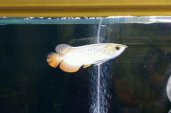 120長40寬的魚缸能養(yǎng)龍魚嗎