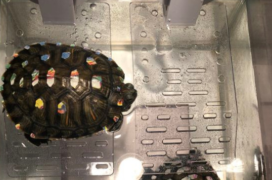 巴西龜可以放海水里嗎