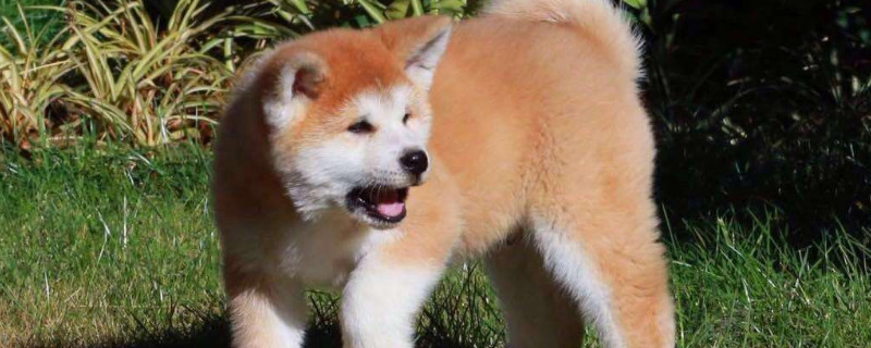 秋田犬智商相當(dāng)于幾歲