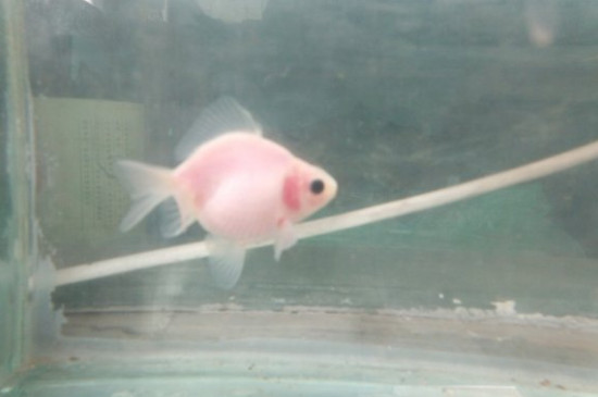純白色金魚是什么品種