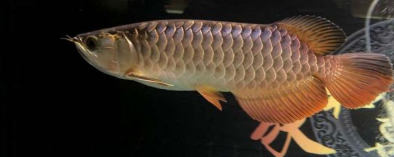 龍魚鱗片缺口能恢復(fù)嗎，加強(qiáng)營養(yǎng)改善水質(zhì)能長回來