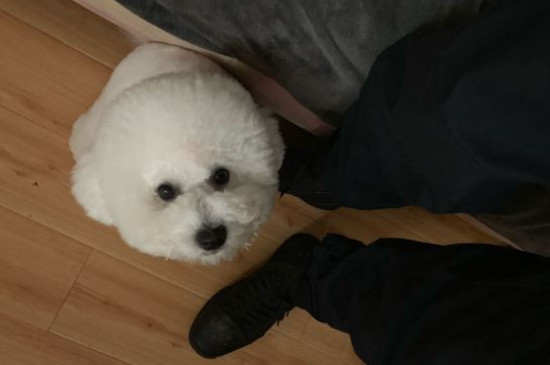 純種比熊犬多少錢(qián)一只，純種比熊價(jià)格1200-6500元