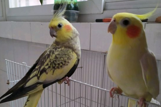 玄鳳鸚鵡怎么洗澡