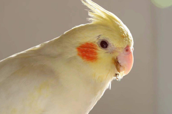 玄鳳吃什么菜和水果