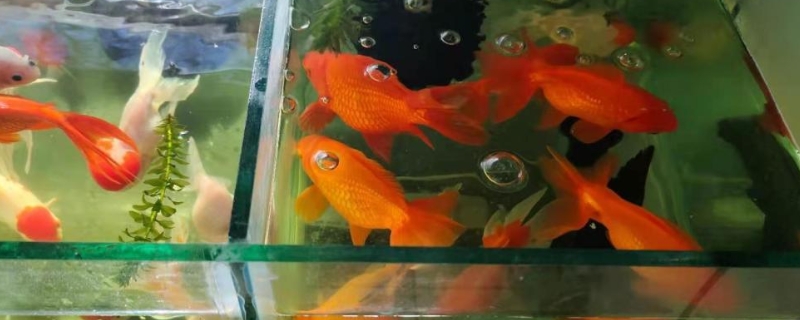 觀賞魚互相咬處理方法