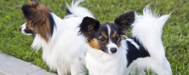 蝴蝶犬和狐貍?cè)膮^(qū)別