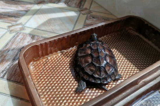 草龜吃什么食物