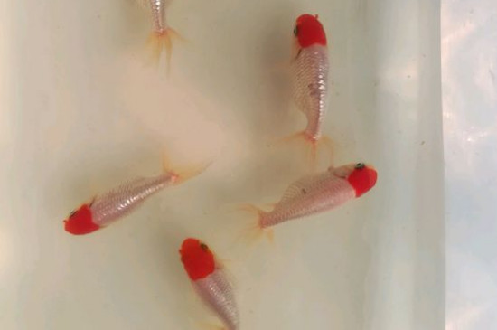 金魚(yú)身上有白色霜狀