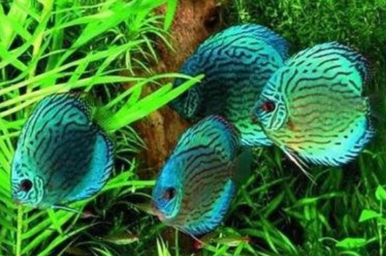 七彩神仙魚不吃食什么原因