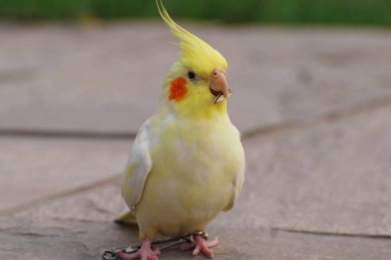 玄鳳公原始灰變臉多久完成
