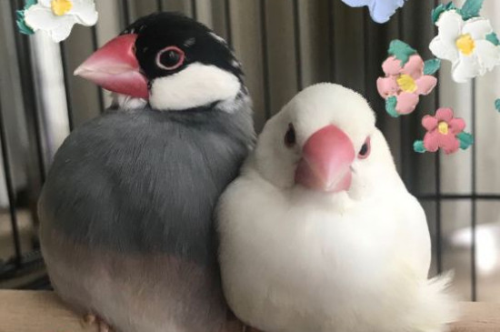 灰文鳥交配后多久下蛋