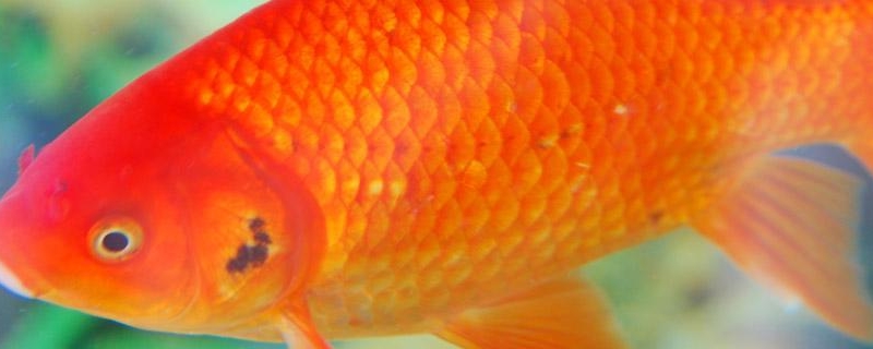 金魚新手怎么養(yǎng)才能活