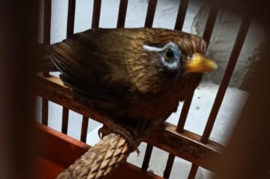 畫眉鳥(niǎo)價(jià)格多少錢一只，純種畫眉鳥(niǎo)的最新價(jià)格