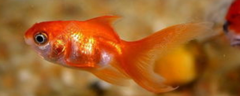 魚(yú)側(cè)身躺能救活嗎