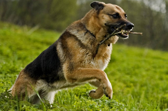 黑背犬和德牧的區(qū)別