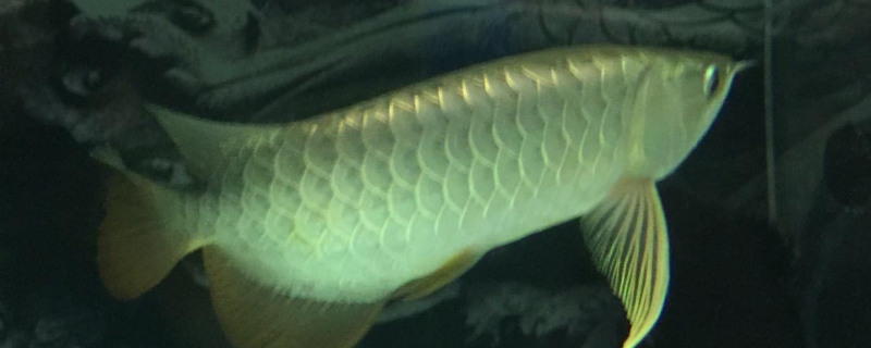 魚(yú)缸養(yǎng)魚(yú)的方法和技巧