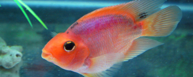 養(yǎng)鸚鵡魚(yú)不死的小竅門