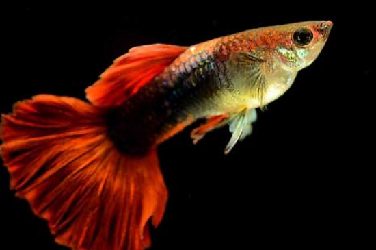 孔雀魚趴缸底是為什么