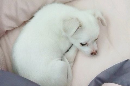 犬細(xì)小病毒癥狀和治療，治療細(xì)小最快的方法
