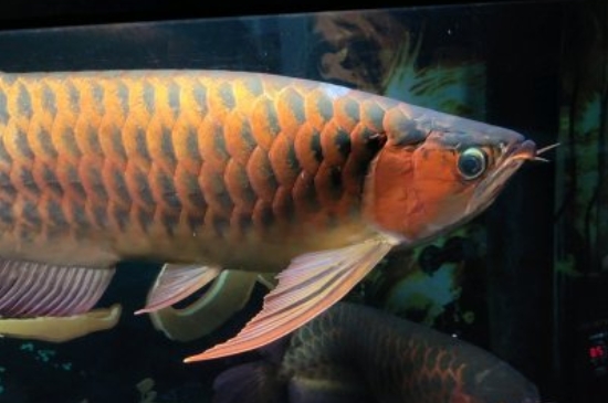 成年龍魚多少錢一只，龍魚品種和價格表