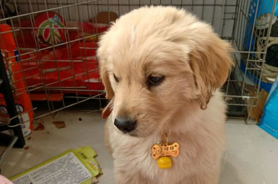 如何訓(xùn)練金毛犬