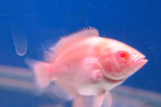 地圖魚排卵后怎么辦