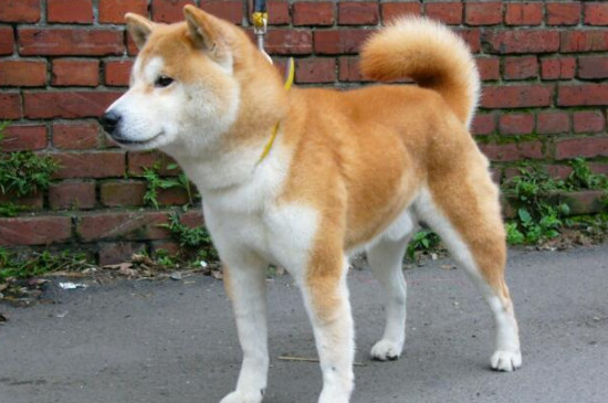 柴犬屬于攻擊性強(qiáng)的狗嗎